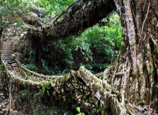 Корневые мосты Черапунджи