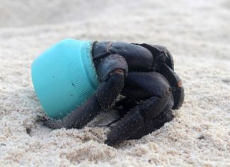 Остров Хендерсон — самый загрязненный необитаемый остров в мире