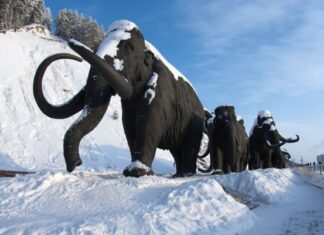 Едем в Сибирь: искать мамонтов, нефть и аутентичную кухню