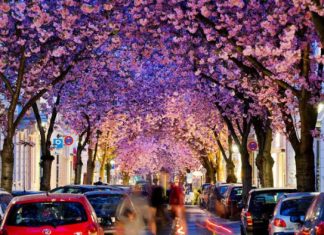 Вишневый туннель в Бонне, Германия