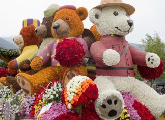 От тюльпанов до жакаранды: фестивали цветов на любой вкус