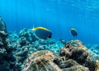 Как выбрать отель с живым рифом на Мальдивах: 7 вариантов от бюджетных до люкса