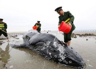 Выброшенный на мель кит спасен в Восточном Китае.
