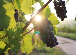 От Италии и Франции до Канады. Главные направления для любителей вина