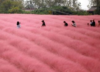 Несколько удивительных мест, где можно оценить розовую траву мухли в Шанхае
