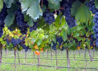 Мендоса город в Аргентине