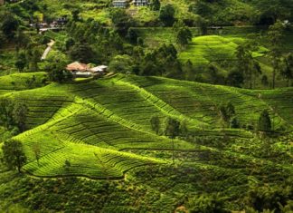 Шри-Ланка снимает ковидные ограничения