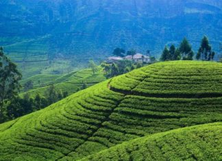 Шри-Ланка поделилась ожиданиями от турпотока из России