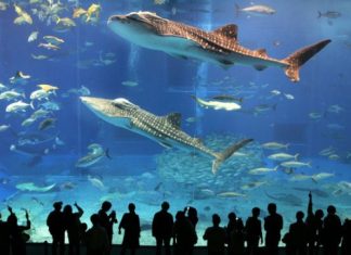 Огромный аквариум — «Dubai Mall Aquarium», Дубай (ОАЭ)
