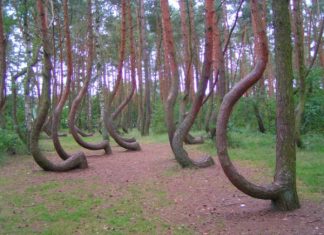 Загадочный «Кривой лес» в Польше