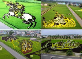 Картины на рисовых полях Инакадате (Inakadate), Япония