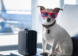 Путешествие с животными в самолете: что стоит знать