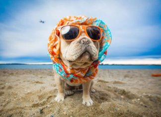 Чаще всего россияне ездят с животными в Санкт-Петербург и Минске