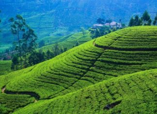 Россия на втором месте по турпотоку на Шри-Ланку