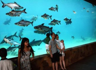 Речное сафари (River Safari) парк дикой природы в Сингапуре