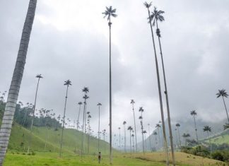 Долина самых высоких пальм — «Долина Кокора» (Valle de Cocora), Колумбия