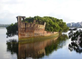 Заброшенное судно SS Ayrfield: корабль — плавающий мангровый лес (Сидней, Австралия)
