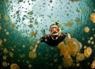 Озеро Медуз (Jellyfish Lake), Палау