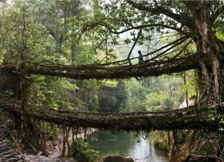 Мосты выращенные природой в Черапунджи, Индия