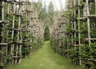 Живой собор из растений «Cattedrale Vegetale», Италия