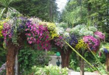 Ботанический Сад Ледник (Glacier Gardens) деревья вверх тормашками (Джуно, Аляска)