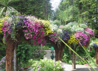 Ботанический Сад Ледник (Glacier Gardens) деревья вверх тормашками (Джуно, Аляска)