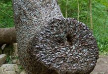 Монетные деревья в лесах Шотландии