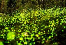 Парк светлячков (Fireflies Park) в Куала Селангор, Малайзия