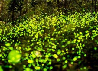 Парк светлячков (Fireflies Park) в Куала Селангор, Малайзия